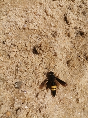 Stizoides tridentatus