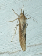 Calamidia hirta