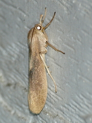 Calamidia hirta