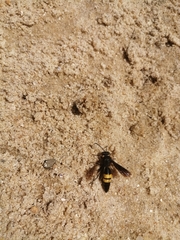 Stizoides tridentatus