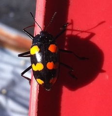 Scaphidomorphus bosci