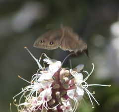Cercyonis pegala boopis