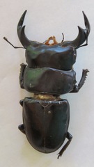 Dorcus antaeus antaeus