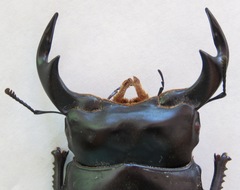 Dorcus antaeus antaeus