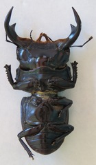 Dorcus antaeus antaeus