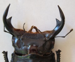 Dorcus antaeus antaeus
