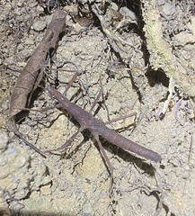 Neohirasea hongkongensis