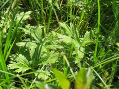 Trollius laxus laxus