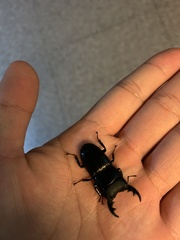 Aegus laevicollis formosae