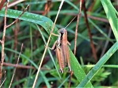 Paroxya atlantica