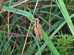 Paroxya atlantica
