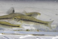 Pimephales promelas