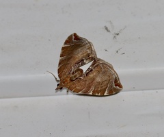 Eulithis molliculata