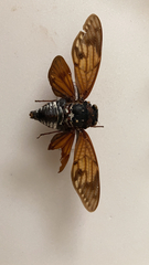 Graptopsaltria nigrofuscata