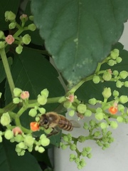 Apis cerana japonica