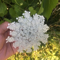 Daucus carota