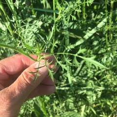 Daucus carota