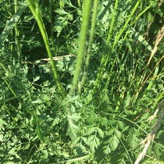 Daucus carota