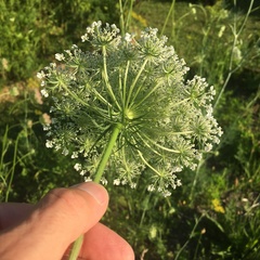 Daucus carota