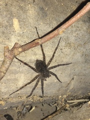 Dolomedes tenebrosus