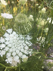 Daucus carota