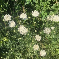Daucus carota