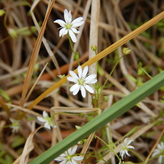 Stellaria crassifolia