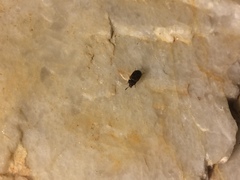 Mycetophagus flexuosus