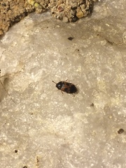 Mycetophagus flexuosus