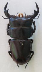 Dorcus antaeus antaeus