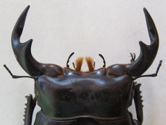 Dorcus antaeus antaeus