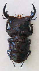 Dorcus antaeus antaeus