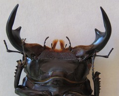 Dorcus antaeus antaeus