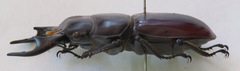 Dorcus antaeus antaeus