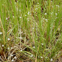 Stellaria crassifolia