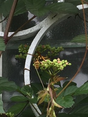Polistes rothneyi iwatai