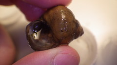 Heterogen japonica