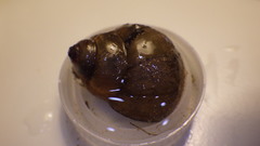 Heterogen japonica