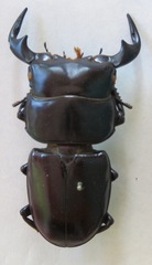 Dorcus antaeus antaeus