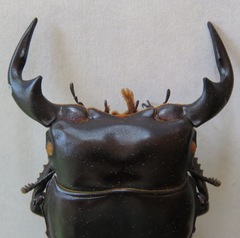 Dorcus antaeus antaeus