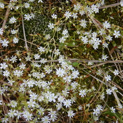 Stellaria crassifolia