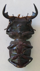 Dorcus antaeus antaeus