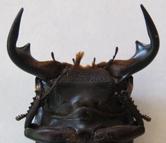 Dorcus antaeus antaeus