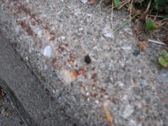 Tamias striatus