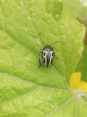 Zygogramma malvae