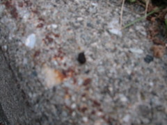 Tamias striatus