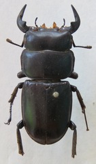 Dorcus antaeus antaeus