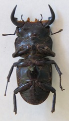 Dorcus antaeus antaeus