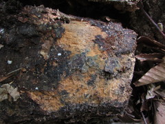 Botryobasidium conspersum