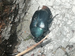 Cotinis antonii